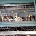 Approvisionnement élevé déployer chaud plongé galvanzied oeuf canard alimentation cage